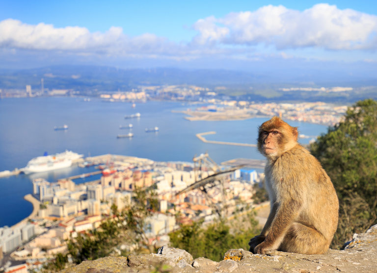Единственият представител на маймуните в Европа - безопашатият макак обитава