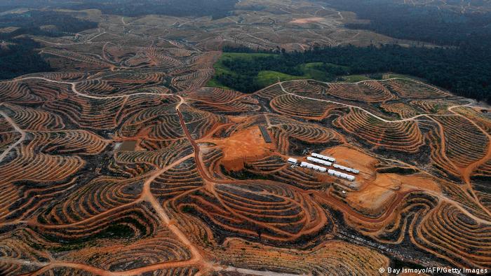 Недостигът на кой ресурс е причина за изсичане на тропичните гори в Индонезия