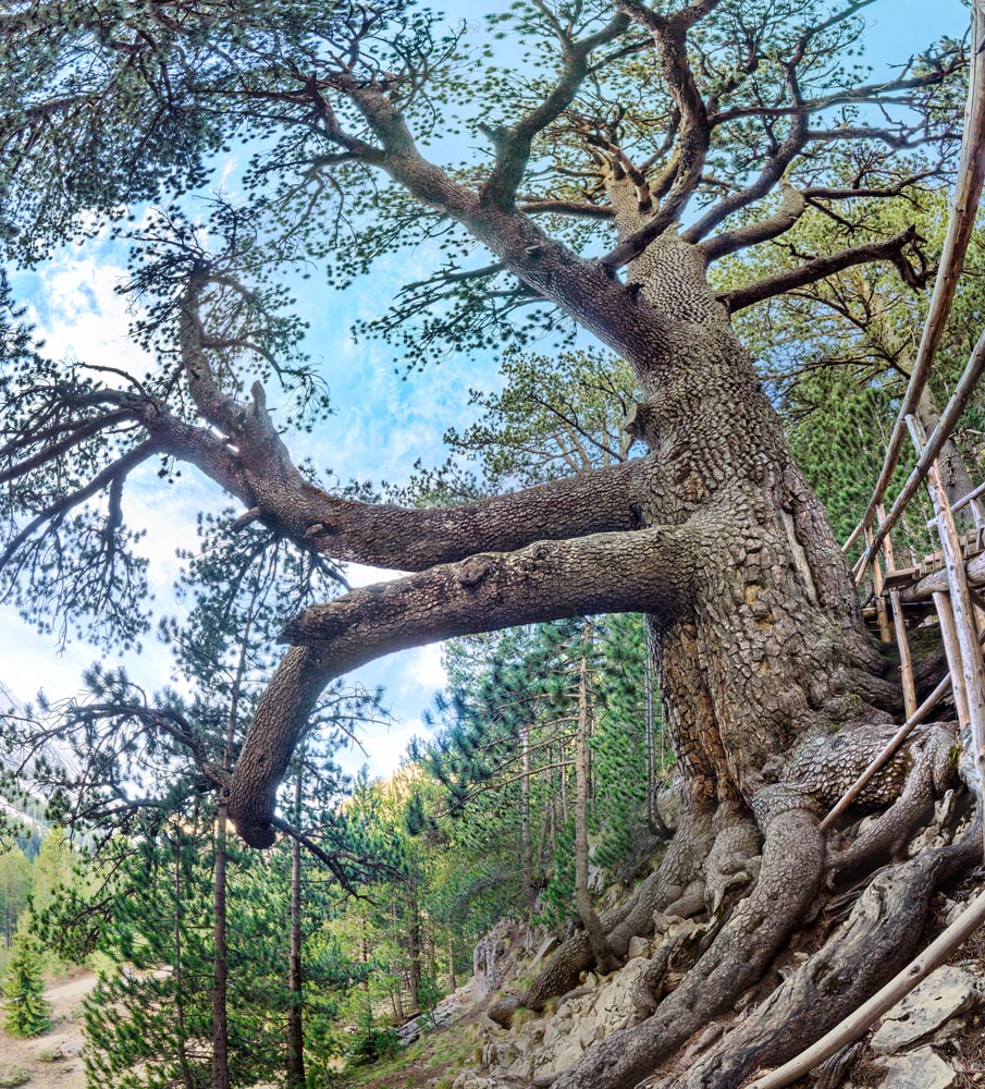 В коя планина се намира Байкушевата мура най-старото иглолистно дърво в България