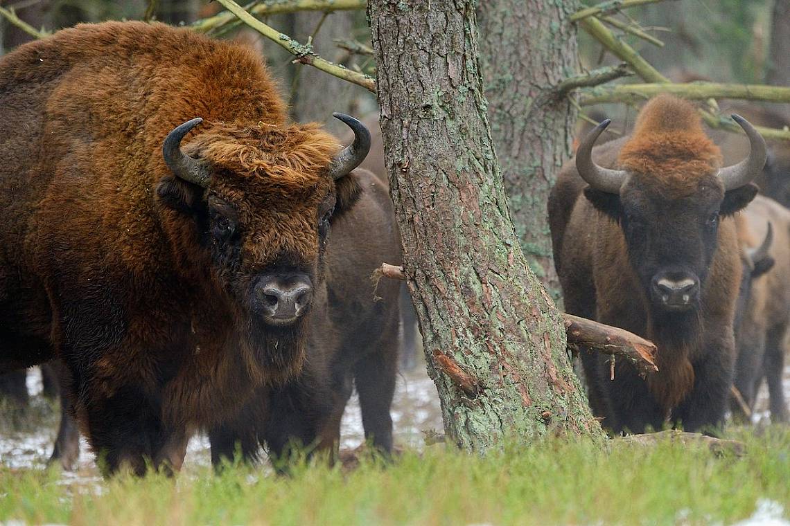 Зубърът достига височина от 2 метра и тегло 1 тон Близък родственик е на американския бизон Днес може да го видим в резервата Беловежка пуща Коя природна зона обитава той