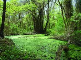 В коя защитена територия в България се опазва естественият вид на лонгозната гора и е най-голямото местообитание на блатно кокиче